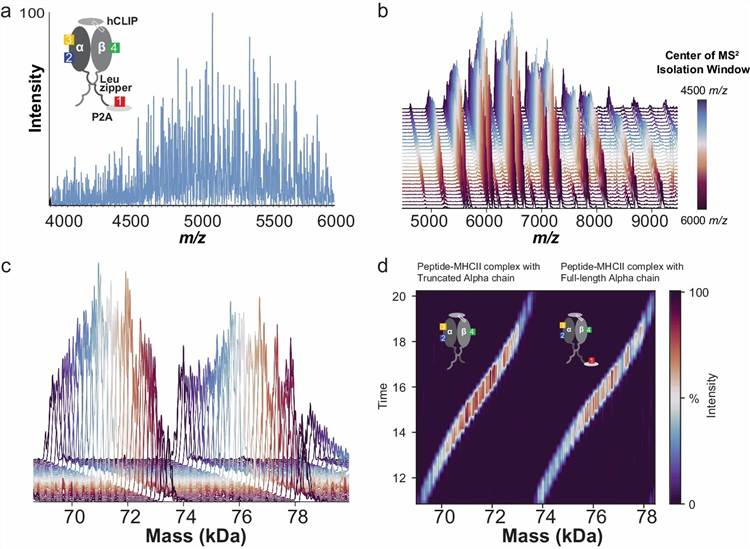 Biotherapeutic glycosylation heterogeneity analysis by intact mass spectrometry