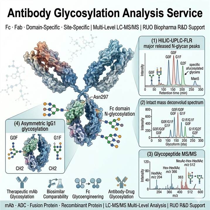 Scientific illustration of antibody glycosylation analysis showing an IgG monoclonal antibody structure with the Fc Asn297 glycosylation site highlighted, annotated glycan structures (G0F, G1F, G2F, high-mannose, afucosylated glycans), and analytical workflow panels for HILIC-UPLC glycan profiling, glycopeptide LC-MS/MS, and intact mass deconvoluted glycoform spectra for therapeutic antibody characterization.