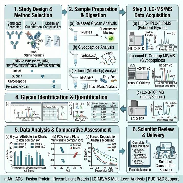 Six-step antibody glycosylation analysis workflow diagram showing the complete pipeline from study design and method selection through sample preparation, LC-MS/MS data acquisition at multiple analytical levels, glycan identification and quantification, comparative data analysis, and scientist review and delivery.