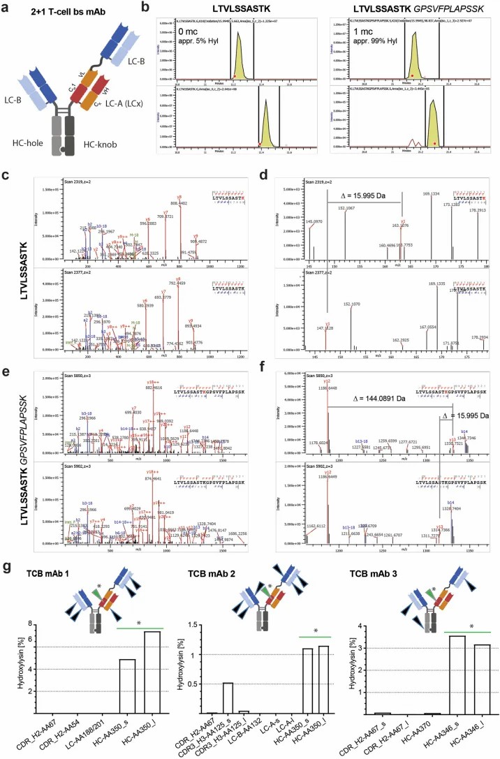 Key results from Bauer et al. 2024: LC-MS/MS identification of the +15.9950 Da mass shift on tryptic peptides from T-cell bispecific monoclonal antibodies, 5R-hydroxylysine site mapping on the mAb crystal structure, PLOD enzyme knockout validation by CRISPR/Cas9 demonstrating PLOD1/2/3 synergistic control, and cell culture parameter effects on Hyl levels including iron availability and process duration.