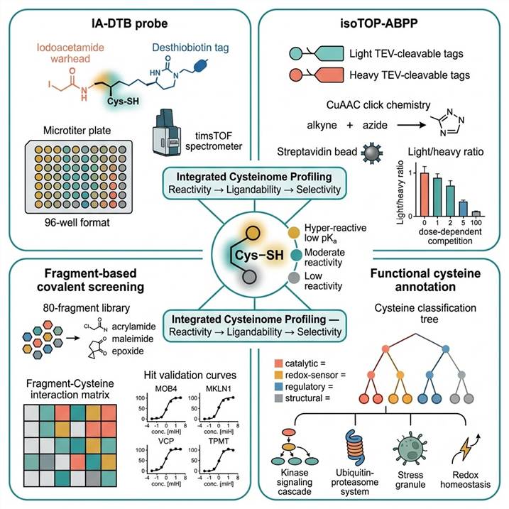 Covalent drug reactive cysteine profiling chemoproteomics platform