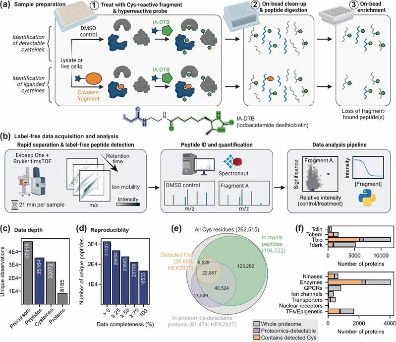 HT-LFQ cysteine fragment screening chemoproteomics workflow