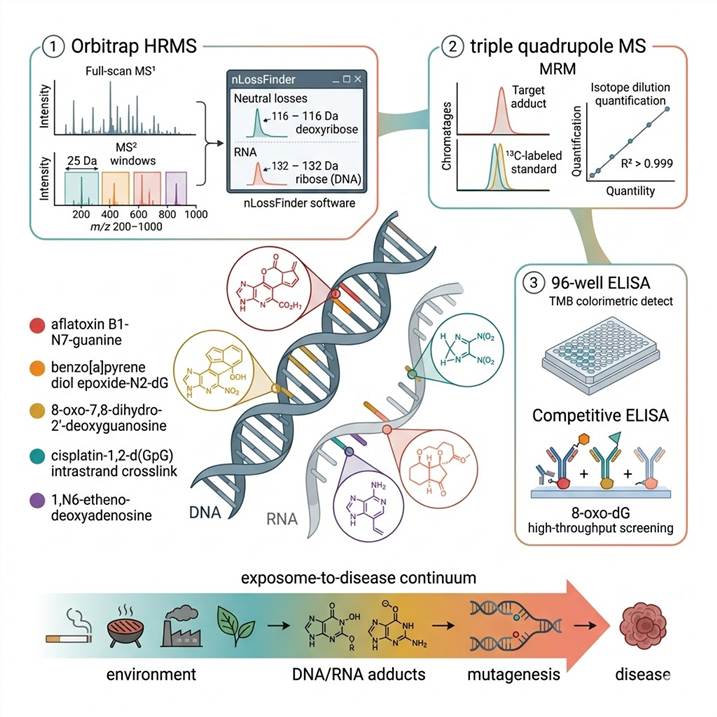 Scientific infographic of DNA/RNA adductomics concept: a DNA double helix and RNA strand showing various colored covalent adduct modifications from different sources — aflatoxin B1 (red), benzo[a]pyrene diol epoxide (orange), 8-oxo-dG (gold), cisplatin crosslinks (teal), etheno-dA (purple), and aristolochic acid-dA (coral) — on a white background. Right side shows three detection platforms: an Orbitrap HRMS for untargeted DIA acquisition, a triple quadrupole MS for targeted MRM quantification, and an ELISA plate reader for high-throughput adduct screening. The exposome-to-disease continuum is represented as a gradient arrow from environment (cigarette smoke, grilled food, pollution) to DNA adducts to mutation to disease. Teal-coral-gold color scheme, photorealistic scientific illustration style, clean minimal composition.