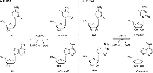 Key results from Martella et al. 2023 (Chemical Research in Toxicology): (Figure 1) Molecular structures showing DNA methyltransferase and RNA methyltransferase reactions producing methylated DNA and RNA nucleosides, with chemical structures of dG, m7dG, and N7-meG. (Figure 2) LC-HRMS DIA workflow schematic showing nucleic acid co-extraction from Baltic amphipods, enzymatic hydrolysis, Orbitrap DIA acquisition with sequential 25 Da isolation windows, nLossFinder data processing with neutral loss filtering (116 Da for DNA, 132 Da for RNA), and database matching against MODOMICS. (Figure 3) nLossFinder output showing the distinction between DNA adducts (deoxyribose loss, Δm = 116.047 Da) and RNA adducts (ribose loss, Δm = 132.042 Da) in DIA MS2 spectra with example adduct annotations. (Figure 4) Bar charts comparing the number of detected DNA adducts (~150) versus RNA adducts (~60) in Baltic amphipods, with Venn diagram showing overlap and unique adducts between the two nucleic acid classes. (Figure 5) Putative adduct identification examples with accurate mass, retention time, MS/MS spectra, and MODOMICS database matches for identified RNA adducts including methylations, inosine, and larger functional group modifications.