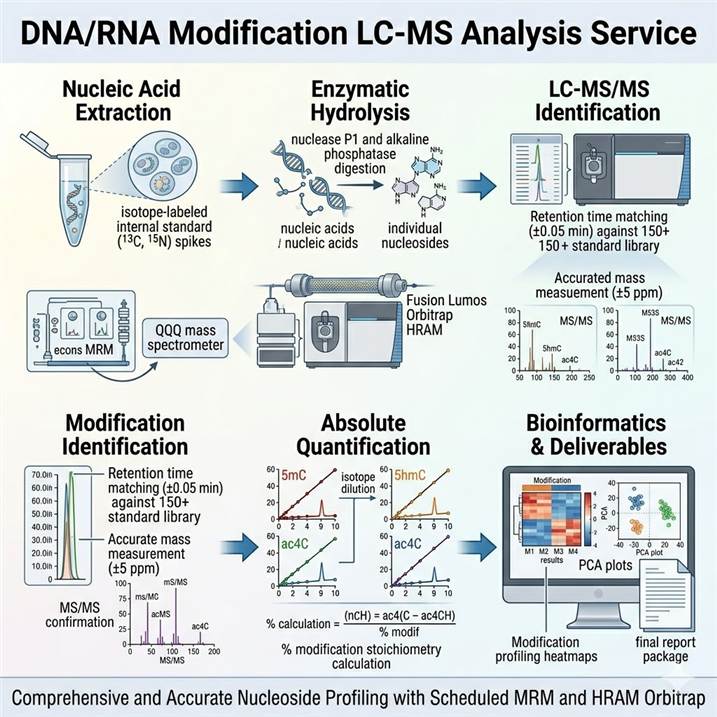 Six-step DNA/RNA modification LC-MS analysis workflow diagram showing the complete pipeline from nucleic acid extraction and quality assessment through enzymatic hydrolysis to nucleosides, LC-MS/MS acquisition, modification identification and validation, absolute quantification and stoichiometry calculation, to bioinformatics analysis and final deliverables.