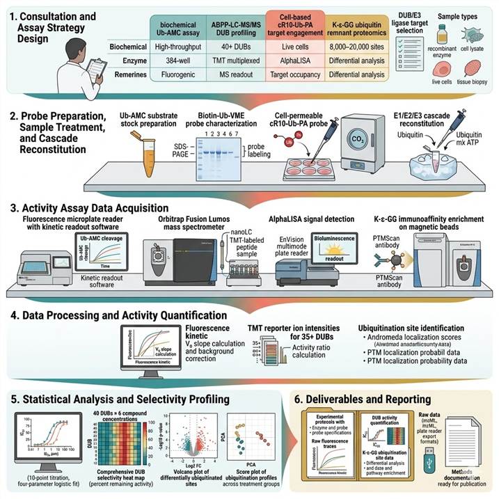 Scientific infographic of DUB and ubiquitin enzyme activity assays concept on a white background: central view of the ubiquitin enzyme cascade (E1 activating enzyme → E2 conjugating enzyme → E3 ligase → substrate ubiquitination, and DUB-mediated deubiquitination) with key enzyme classes highlighted. Three detection platforms shown around: (1) fluorogenic activity assay with Ub-AMC substrate showing increased fluorescence upon DUB cleavage in a 384-well plate on a microplate reader; (2) activity-based protein profiling (ABPP) workflow with biotin-Ub-VME probe, streptavidin pull-down, and LC-MS/MS mass spectrometer analysis showing TMT reporter ions; (3) cell-based target engagement assay with cell-permeable Ub-PA probe, cell lysate pull-down, and AlphaLISA/immunoblot detection of DUB occupancy. Color scheme: teal (DUB profiling), coral (E3 ligase assays), gold (cell-based engagement). PROTAC degrader molecule bridging E3 ligase and target protein shown in the foreground. Flat vector scientific illustration style, clean minimal composition.