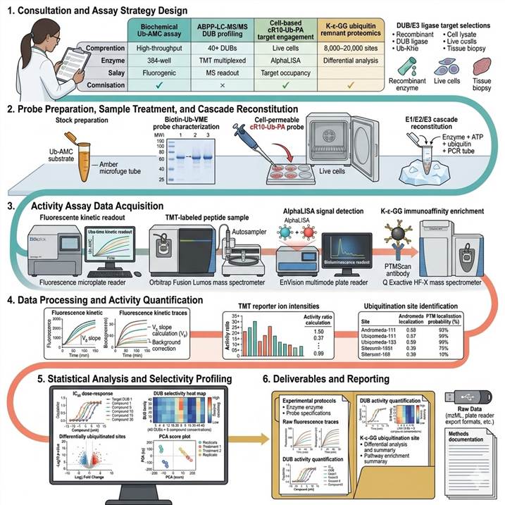 Six-panel workflow diagram showing the DUB and ubiquitin enzyme activity assay pipeline: (1) Consultation and assay strategy design — decision matrix comparing biochemical Ub-AMC, ABPP-LC-MS/MS, cell-based cR10-Ub-PA, and K-ε-GG proteomics approaches with target enzyme selection, sample type, and throughput specifications; (2) Probe preparation and sample treatment — Ub-AMC substrate loading, biotin-Ub-VME probe synthesis QC check, cR10-Ub-PA cell-permeable probe addition to live cells in incubator, E1/E2/E3 cascade reconstitution with purified recombinant enzymes on ice; (3) Activity assay data acquisition — fluorogenic DUB assay in 384-well plate on microplate reader, LC-MS/MS with Orbitrap mass spectrometer running TMT-ABPP method, AlphaLisa signal readout in multi-mode plate reader; (4) Data processing — fluorescence kinetic curves of Ub-AMC cleavage showing V0 calculation, LC-MS/MS TMT reporter ion quantification showing DUB activity ratios, K-ε-GG peptide identification with site localization scores; (5) Statistical analysis — IC50 dose-response curves, DUB selectivity heat map across 40+ DUBs, volcano plot of differentially ubiquitinated sites in degrader-treated vs. control cells with pathway enrichment annotation; (6) Final reporting with experimental protocols, raw data files, activity quantification, and statistical analysis results.