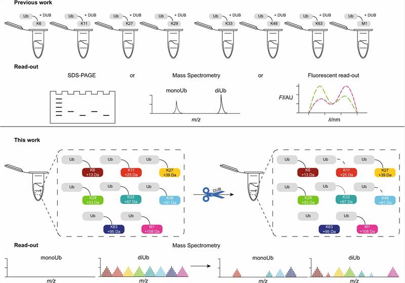 Key results from van Tol et al. 2023 (Nature Communications): (Figure 1) Design and synthesis of neutron-encoded diubiquitin probes — schematic showing all eight diubiquitin linkage types (M1-linear, K6, K11, K27, K29, K33, K48, K63) each encoded with distinct stable isotope-labeled amino acids (13C6-Arg, 15N2-Lys, 2H10-Leu, 13C6-Lys) to create 6–10 Da mass shifts, enabling multiplexed detection by intact protein mass spectrometry. (Figure 2) Multiplexed DUB activity assay workflow — pooled neutron-encoded diubiquitins are incubated with a single DUB enzyme (22 DUBs profiled across USP, OTU, UCH, MJD families), aliquots taken at defined time points are analyzed by intact protein LC-MS (QTOF/Orbitrap), and the deconvoluted zero-charge mass spectra show eight distinct diubiquitin masses and their corresponding monoubiquitin cleavage products, enabling simultaneous quantification of cleavage activity across all linkages. (Figure 3) Linkage selectivity heat maps for all 22 DUBs at multiple enzyme concentrations (0.1–100 nM), demonstrating that USP-family DUBs display pronounced linkage selectivity at low concentrations that narrows at higher concentrations — challenging the prevailing view of USPs as linkage-promiscuous. (Figure 4) Time-dependent cleavage profiles for representative DUBs OTUD2 and OTUB1, showing consecutive cleavage order and preferential K11/K48 processing for OTUD2. (Figure 5) Comprehensive DUB activity landscape summarizing subfamily-specific linkage preferences and establishing a reference dataset for the DUB research community.