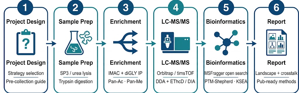 Global PTM profiling workflow — six steps from sample preparation and strategy selection through open-search discovery, sequential enrichment, integrated bioinformatics, and publication-ready report