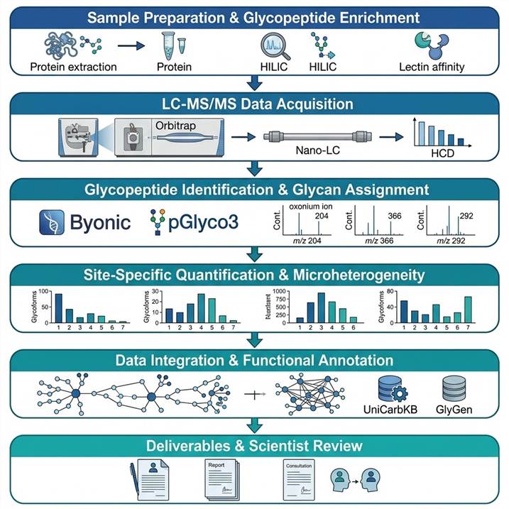 Six-step glycoproteomics workflow diagram showing the complete pipeline from sample preparation and glycopeptide enrichment through LC-MS/MS acquisition, glycopeptide identification, site-specific quantification with microheterogeneity profiling, functional annotation and database cross-referencing, to final publication-ready deliverables with scientist consultation.