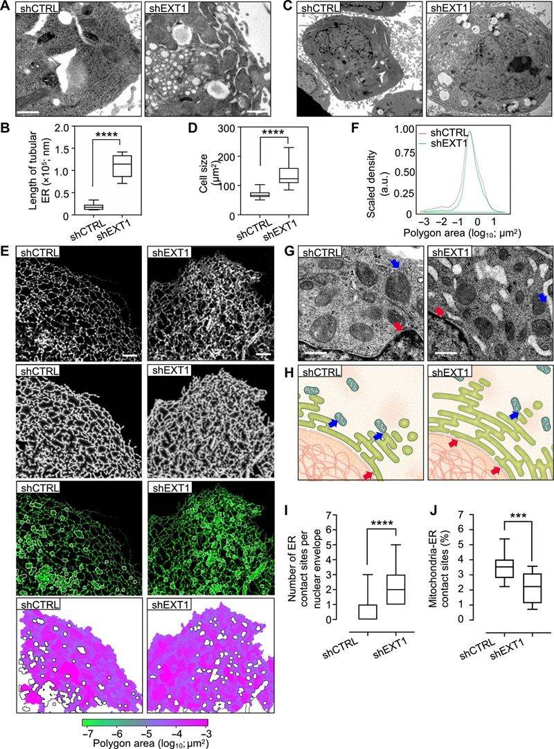 Key results from Kerselidou et al. 2021 (Science Advances): experimental strategy combining N-glycoproteomic profiling, site-directed mutagenesis of glycosylation sites, live-cell ER imaging, and biochemical assays demonstrating that alternative glycosylation of ER membrane proteins directly regulates ER tubular network morphology and dynamics.