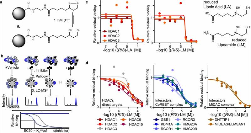 Key results from Lechner et al. 2023 (Nature Communications): (Figure 1) Chemoproteomic target deconvolution workflow — schematic showing immobilized (R)-lipoic acid affinity matrix synthesis, HeLa cell lysate incubation with affinity matrix, competition with free (R)-lipoic acid or lipoamide, bottom-up LC-MS/MS identification of bound proteins, and label-free quantification to distinguish specific vs. non-specific binding. (Figure 2) HDACs identified as targets of (R)-lipoic acid — bar chart showing fold-enrichment of proteins from affinity matrix pull-down with peptide spectral counts for HDAC1/2/3/6/8/10 and co-repressor complex subunits (CoREST, Sin3, NCoR), with heat map showing competition by free (R)-lipoic acid and lipoamide confirming specific binding. (Figure 3) Biochemical HDAC activity validation — fluorogenic HDAC activity assay dose-response curves (Boc-Lys(Ac)-AMC substrate) showing IC50 values for (R)-lipoic acid against HDAC1 (35 μM), HDAC2 (42 μM), HDAC3 (28 μM), HDAC6 (50 μM), and HDAC8 (55 μM), with (S)-lipoic acid control showing no inhibition. (Figure 4) Cellular target engagement by NanoBRET — NanoBRET assay schematic showing HDAC-NanoLuc fusion with cell-permeable BRET tracer, with concentration-response curves demonstrating cellular (R)-lipoic acid engagement of HDACs. (Figure 5) Functional consequences — immunoblot showing increased acetylation of α-tubulin K40 (HDAC6 substrate) and DDX3X K118 upon (R)-lipoic acid treatment, stress granule quantification showing (R)-lipoic acid dose-dependent inhibition of stress granule formation (G3BP1 staining) with EC50 consistent with HDAC inhibition potency, and (S)-lipoic acid control showing no effect.