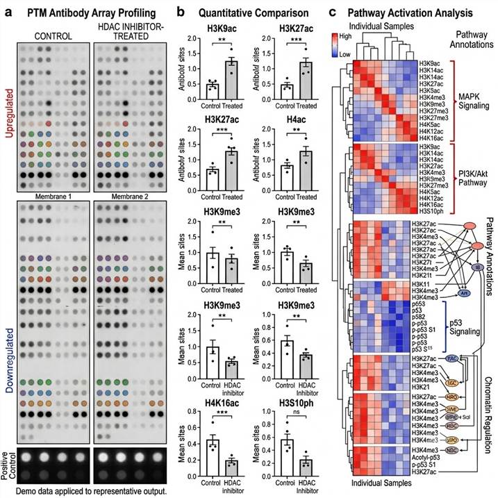 Representative histone modification antibody array results: scanned array membrane images showing duplicate antibody spots for multiple histone marks across control and drug-treated samples, quantitative bar charts comparing histone mark signal intensities between conditions, heat map showing hierarchical clustering of differentially modified histone residues across sample groups, and histone mark correlation matrix revealing coordinated regulation patterns within the histone code.