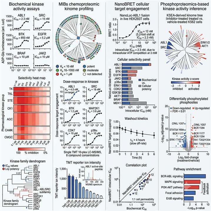 Representative kinase activity profiling results: biochemical IC50 curves and selectivity heat map, MIBs kinome profiling with kinome tree, NanoBRET cellular target engagement curves, and phosphoproteomics kinase activity inference