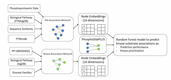 Key results from Ayati et al. 2023 (PSB): NetKSA workflow showing construction of kinase-kinase and phosphosite-phosphosite association networks, node embedding, and ML-based kinase-substrate prediction with performance comparison against KinomeXplorer and LinkPhinder.