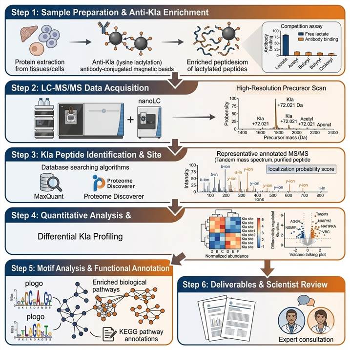 Six-step lactylation proteomics workflow diagram showing the complete pipeline from sample preparation and anti-Kla antibody enrichment through LC-MS/MS acquisition, Kla peptide identification and site localization, quantitative analysis and differential Kla profiling, motif analysis and functional annotation, to final publication-ready deliverables with scientist consultation.