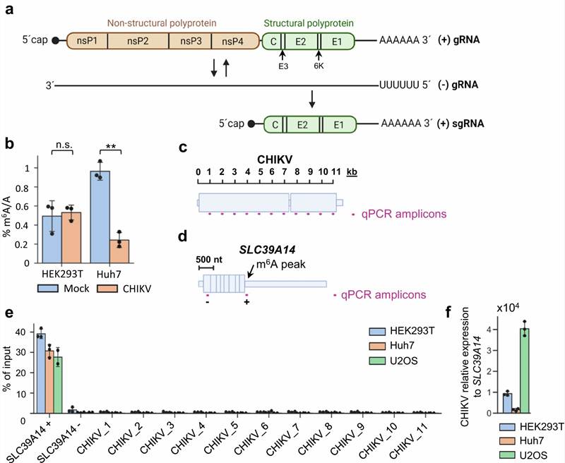 Key results from Baquero-Pérez et al. 2024 (Nature Communications): LC-MS/MS quantification of m6A/A ratios in poly(A)+ RNA from CHIKV- and DENV-infected cells showing no significant difference from mock controls, comparison of m6A-seq vs SELECT vs nanopore results demonstrating antibody-dependent false positives, and functional validation showing no effect of m6A machinery modulation on viral replication.