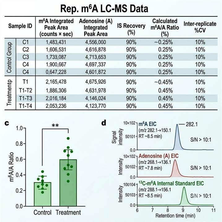 Representative m6A LC-MS data outputs in a three-panel layout: left panel shows an m6A quantification table with sample ID, m6A peak area, A peak area, internal standard recovery, m6A/A ratio (%), and %CV; center panel shows quantitative comparison bar charts with individual data points showing m6A/A ratios across control and treatment conditions; right panel shows overlaid extracted ion chromatograms for m6A, A, and 13C-m6A internal standard.