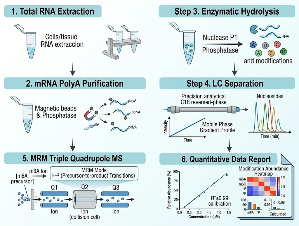 mRNA modification LC-MS workflow: 6-step pipeline diagram