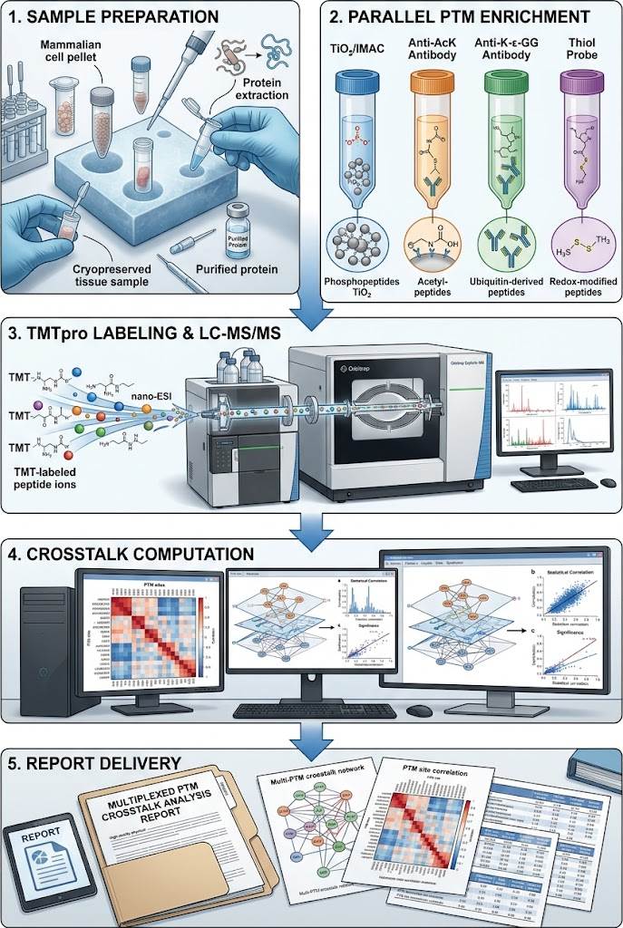 Vertical five-step workflow diagram: sample preparation, parallel PTM enrichment channels phospho/acetyl/ubiquitin/redox, TMTpro labeling and pooling, Orbitrap LC-MS/MS analysis, crosstalk network computation and report delivery, each step in a labeled panel connected by downward arrows