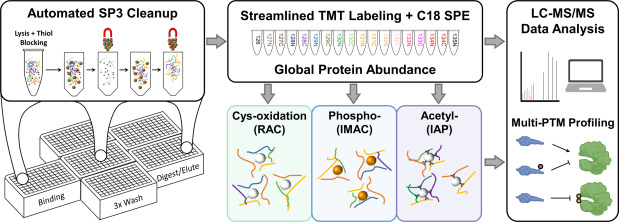 Multi-PTM analysis results summary from Gluth et al. 2024 MCP: integrated view of proteome abundance, cysteine oxidation, phosphorylation and acetylation changes across cytokine treatment time course in pancreatic beta cells, pathway-level integration with NF-kB and JAK-STAT signaling modules highlighted