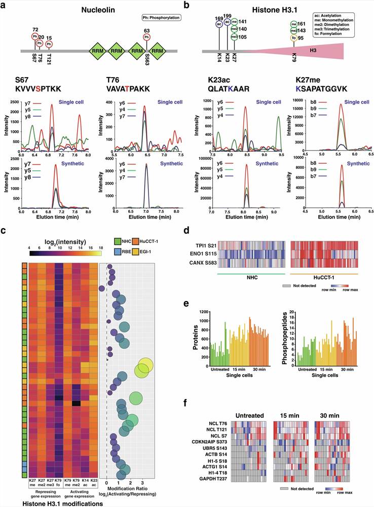 Representative open-search PTM discovery results: mass shift histogram showing annotated PTM peaks, PTM class distribution pie chart, and differential modification abundance heatmap across experimental conditions.