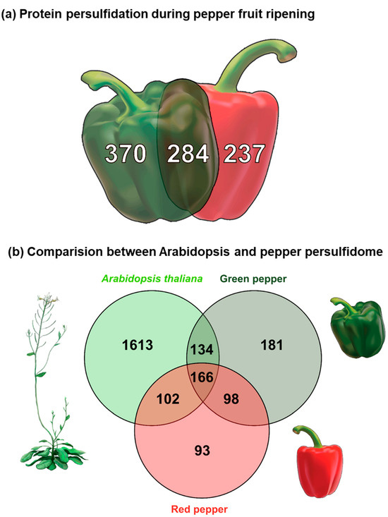 Key results from Muñoz-Vargas et al. 2024 (Antioxidants): persulfidome analysis workflow showing dimedone-switch labeling, LC-MS/MS identification pipeline, functional categorization of 891 identified persulfidated proteins, and the stage-specific persulfidation changes between green and red pepper fruits with leucine aminopeptidase (LAP) activity modulation by persulfidation.