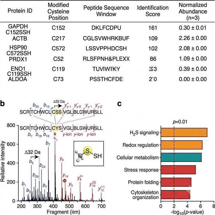 Representative persulfidation analysis results: persulfidation site identification table with protein names, modified cysteine positions, sequence windows, and identification scores, annotated MS/MS spectrum showing diagnostic fragmentation of a persulfidated cysteine peptide with characteristic neutral loss markers, and functional enrichment bar chart illustrating biological processes and pathways associated with identified persulfidated proteins.