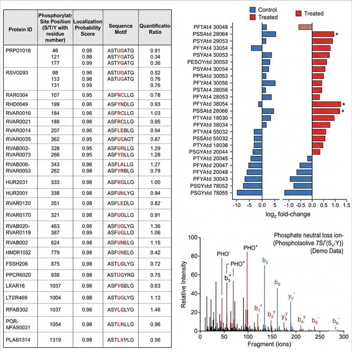 Representative phosphoproteomics data outputs in a three-panel layout: left panel shows a phosphorylation site identification table with protein IDs, phosphorylation site positions (S/T/Y with residue number), localization probability scores, sequence motifs, and quantification ratios; center panel shows quantitative comparison bar charts with phosphorylation level changes across conditions (control vs. treated); right panel shows an annotated MS/MS spectrum with labeled phosphate neutral loss ions and peptide backbone fragment ions confirming site localization.