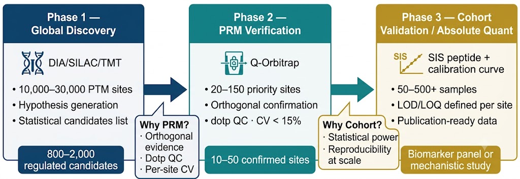 PTM research pipeline — discovery to validation workflow showing DIA/SILAC/TMT discovery through PRM site verification to absolute quantification and cohort validation