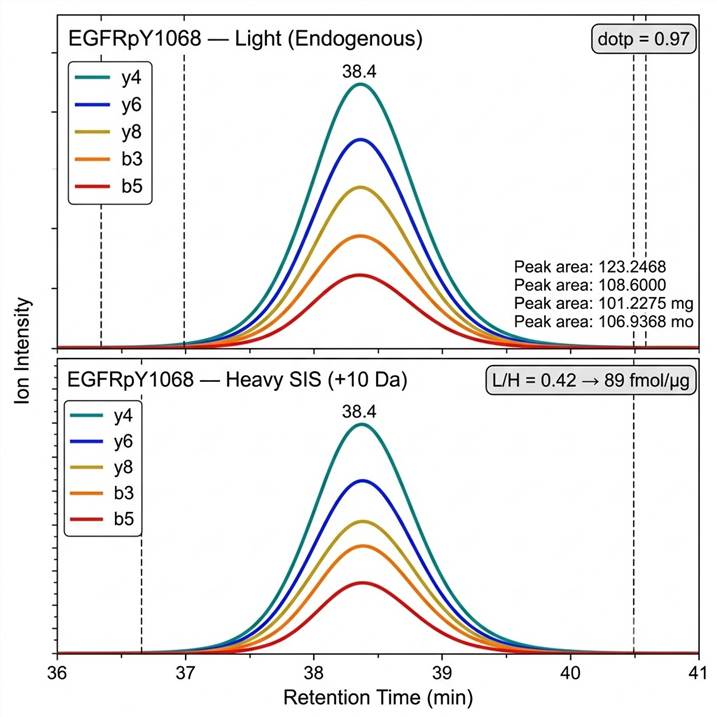PRM phosphopeptide chromatographic trace with Skyline dotp confirmation — scheduled PRM product ion extraction for phosphosite verification with light and heavy SIS co-elution