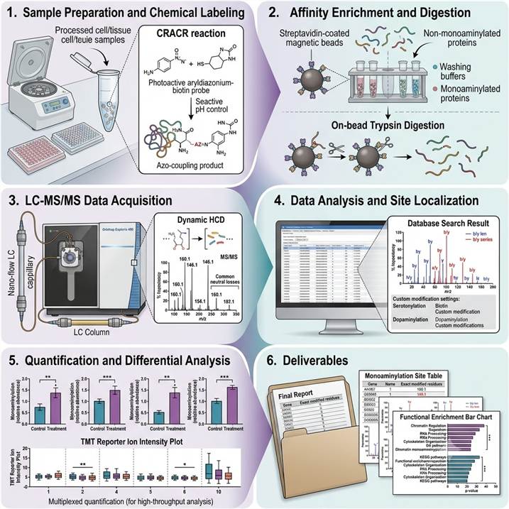 Six-step workflow diagram showing the Protein Monoaminylation Analysis pipeline from sample preparation and chemical labeling through affinity enrichment, LC-MS/MS acquisition, data analysis and site localization, quantification, and final publication-ready deliverables.