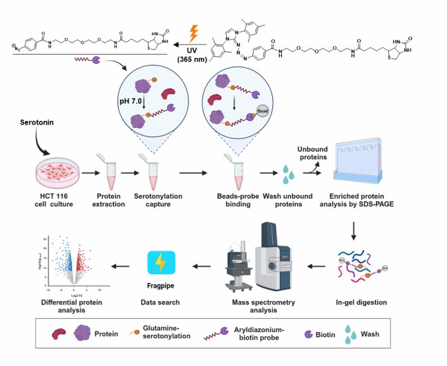 Key results from Zhang et al. 2024: CRACR-based serotonylation profiling workflow showing the pH-controlled azo-coupling reaction mechanism, aryldiazonium-biotin probe structure, streptavidin enrichment strategy, LC-MS/MS identification pipeline, and the resulting serotonylation proteome landscape with over 1,000 identified proteins across diverse functional categories.