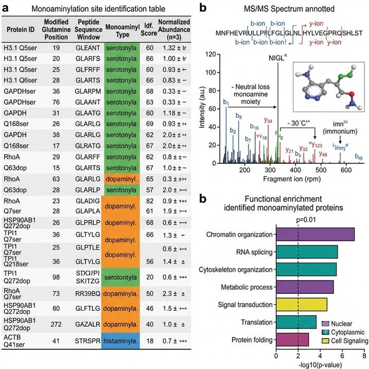Representative protein monoaminylation analysis results: monoaminylation site identification table with protein names, modified glutamine residue positions, and modification types (serotonylation, dopaminylation, histaminylation), annotated MS/MS spectrum showing characteristic fragmentation of monoaminyl-modified peptides, and functional enrichment analysis bar chart illustrating biological processes associated with identified monoaminylated proteins.