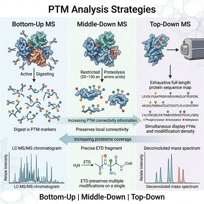 Scientific illustration comparing three PTM analysis strategies — bottom-up MS showing digested peptide fragments with identified PTM sites, middle-down MS showing larger polypeptide segments with improved sequence coverage, and top-down MS showing intact protein analysis with full modification mapping on the intact proteoform.