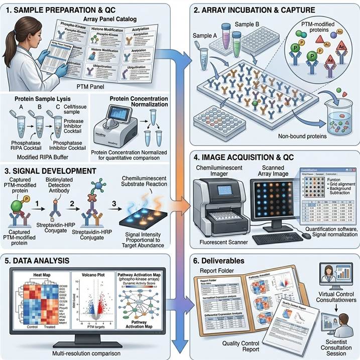 Six-panel workflow diagram showing the PTM Antibody Array profiling pipeline from panel selection and sample preparation through array incubation, detection and signal development, image acquisition and data extraction, data analysis and interpretation, and final reporting with heat maps and pathway activation maps.