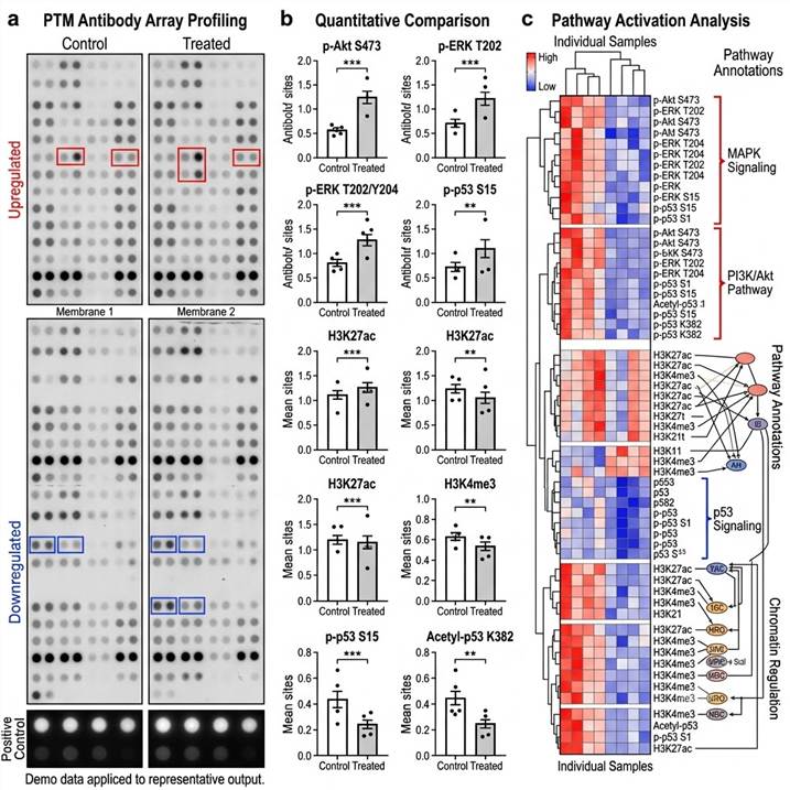 Representative PTM antibody array results: scanned array membrane images showing duplicate antibody spots for multiple PTM targets across control and treated samples, quantitative bar charts comparing PTM signal intensities for individual targets between conditions, heat map showing hierarchical clustering of differentially modified proteins, and pathway activation maps illustrating signaling network changes inferred from phospho-kinase array data.