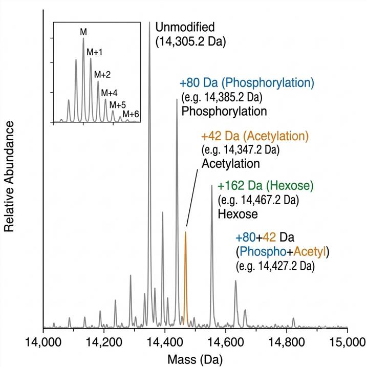 Deconvolved zero-charge intact mass spectrum: unmodified base peak at 14305.2 Da, annotated proteoform peaks with +80 Da phosphorylation, +42 Da acetylation, +162 Da glycosylation mass shifts, isotopic distribution inset for peak assignment verification