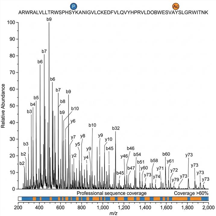 Annotated top-down MS/MS fragment spectrum: b-ion and y-ion fragment series mapped to protein backbone sequence, phosphorylation site marked with blue P tag, acetylation site marked with orange Ac tag, sequence coverage bar exceeding 60%