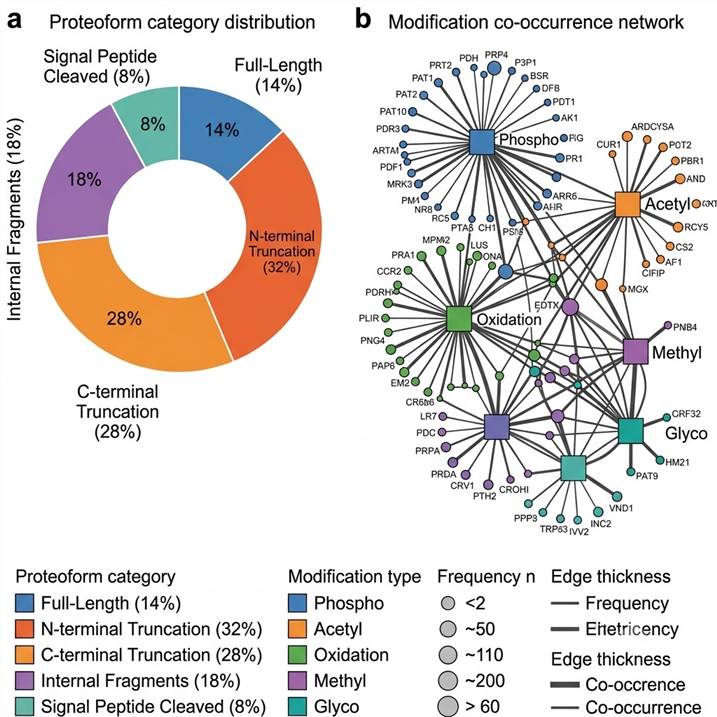 Two-panel figure: donut chart of proteoform categories Full-Length 14%, N-terminal Truncation 32%, C-terminal Truncation 28%, Internal Fragments 18%, Signal Peptide Cleaved 8%; PTM co-occurrence network with protein nodes and modification type squares, edge thickness proportional to co-occurrence frequency