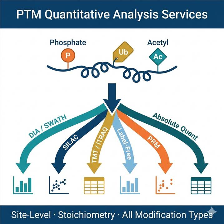 PTM quantitative analysis services — DIA, SILAC, TMT, label-free, PRM, and absolute quantification strategies for phosphoproteomics, ubiquitylomics, acetylomics, and all major PTM types