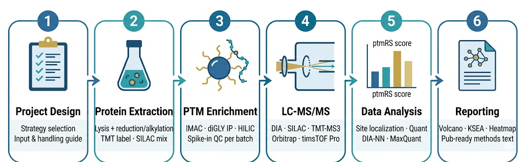 PTM quantitative analysis workflow — from sample preparation and enrichment through LC-MS/MS acquisition, site localization, differential statistics, and biological interpretation