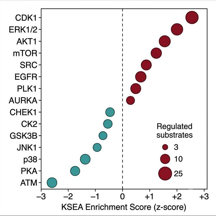 Kinase substrate enrichment analysis KSEA bubble plot — quantitative phosphoproteomics infers kinase activity changes from regulated phosphosite abundance data