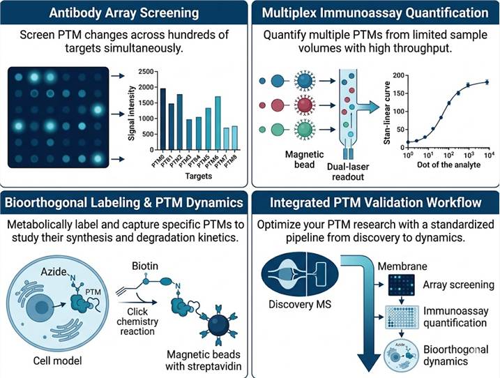 PTM validation: antibody array to bioorthogonal workflow