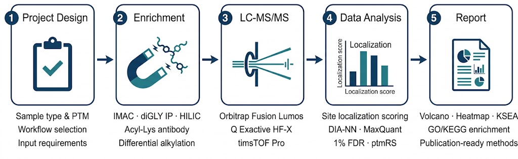 PTM proteomics service workflow — five steps from project design and enrichment through LC-MS/MS acquisition, site localization, and publication-ready reporting
