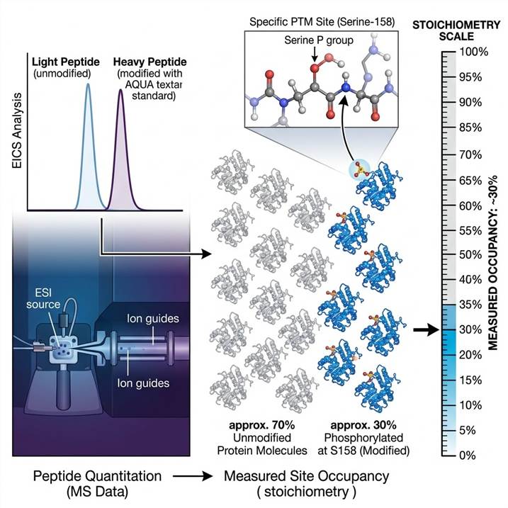 Scientific illustration of PTM site occupancy concept showing protein population as a pie chart with modified (colored) and unmodified (gray) fractions, with mass spectrometry-based quantification of stoichiometry at specific modification sites.