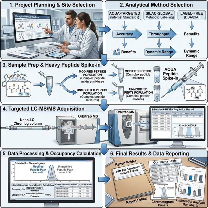 Six-step workflow diagram showing the PTM Site Occupancy Analysis pipeline from project planning and target selection through method design, sample preparation and LC-MS/MS acquisition, data processing, statistical analysis, and final deliverable review.