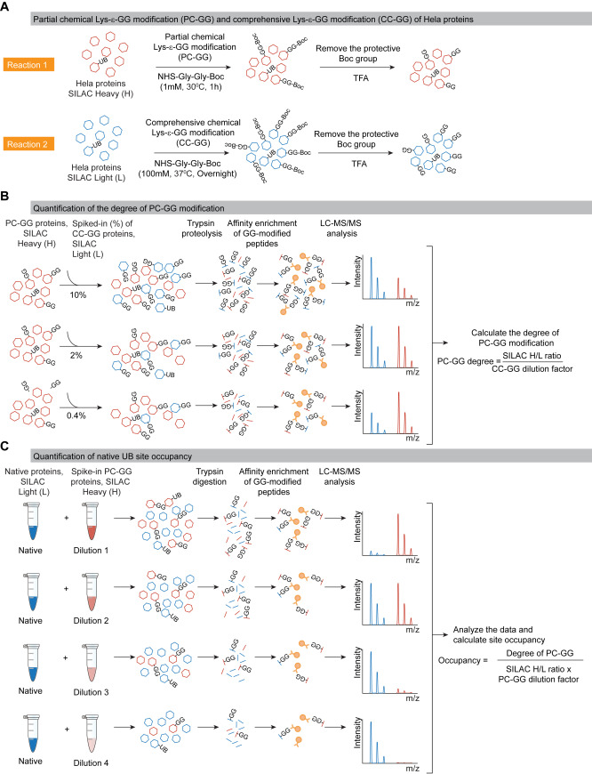 Key results from Prus et al. 2024 Cell: Global ubiquitylation site occupancy distribution showing median occupancy at 0.0081%, comparison with phosphorylation occupancy (~28%), and occupancy range spanning four orders of magnitude across 11,403 sites.
