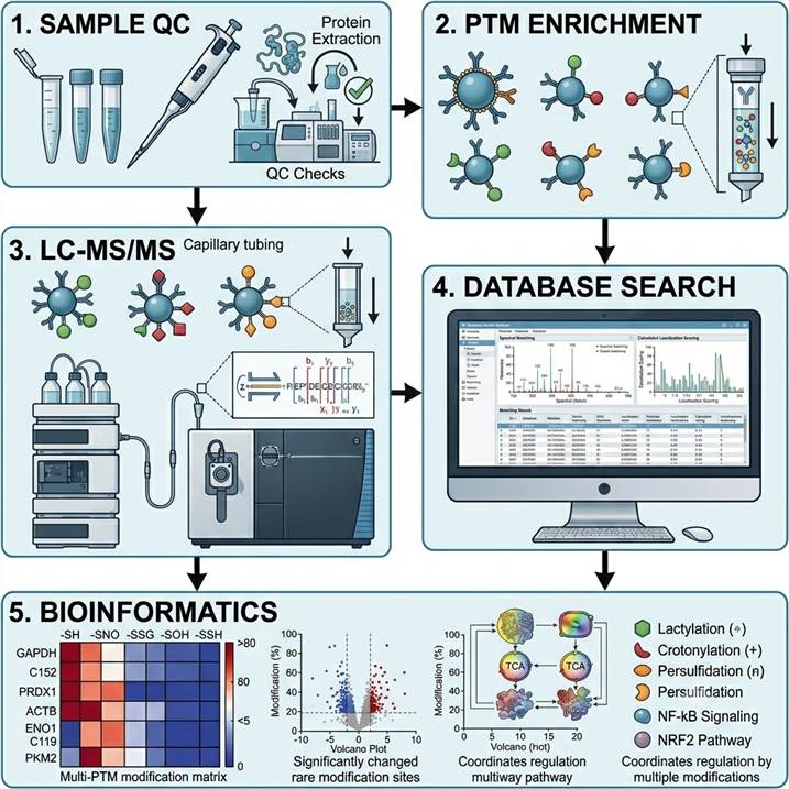 Vertical workflow illustration showing the five-step pipeline for rare PTM analysis: sample preparation, enrichment, LC-MS/MS, database search, and bioinformatics.