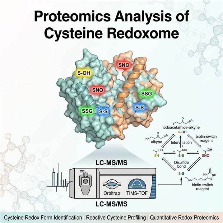 Scientific illustration of cysteine redoxome analysis concept showing a protein structure with cysteine residues highlighted in multiple redox states, LC-MS/MS fragmentation schematics indicating redox form identification, and bioinformatics annotation linking cysteine redox modifications to oxidative stress pathways and drug discovery.
